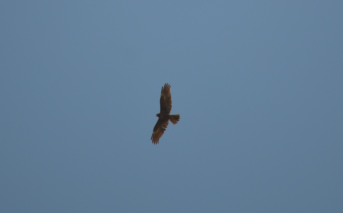 Western Marsh Harrier - ML447502911