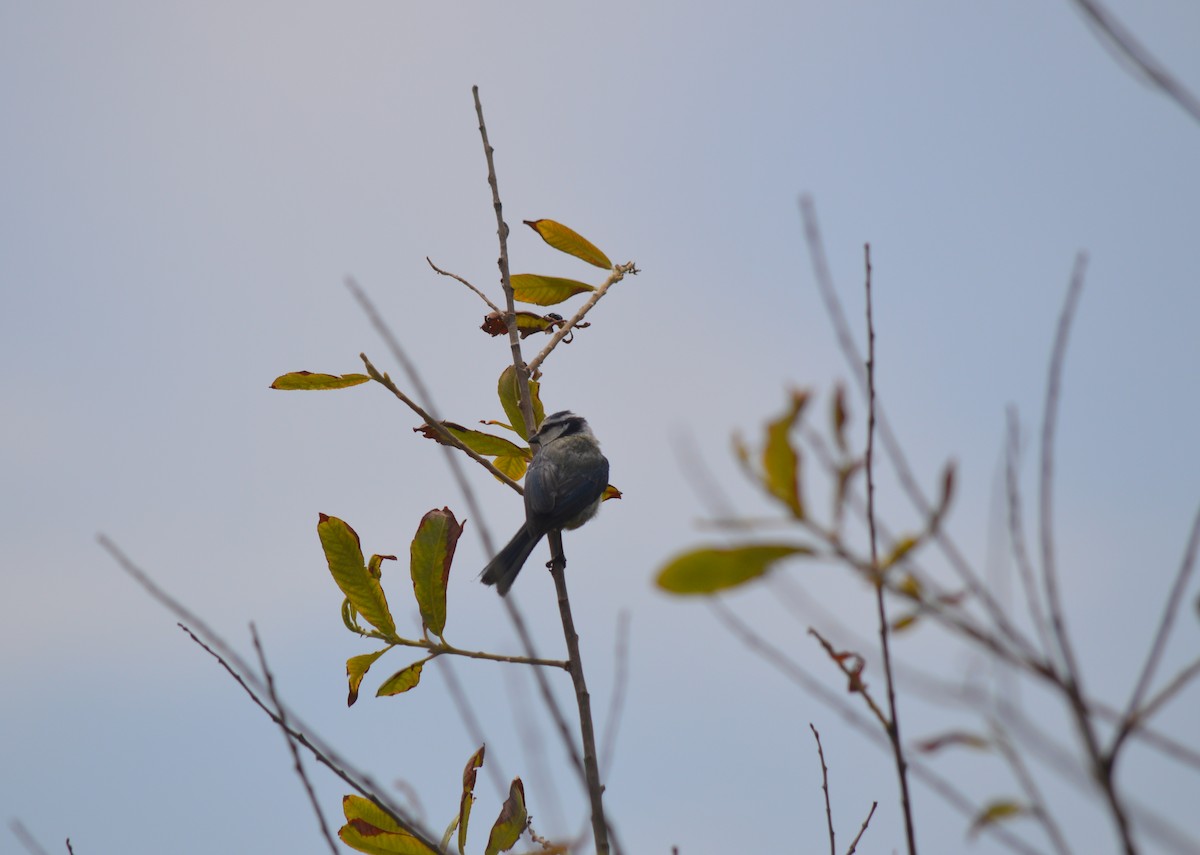 Eurasian Blue Tit - ML447502941