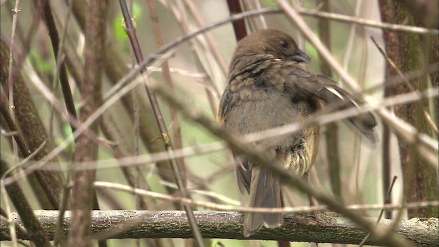 Eastern Towhee - ML447503
