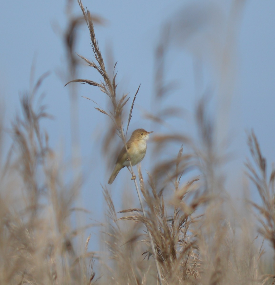 Common Reed Warbler - ML447503031