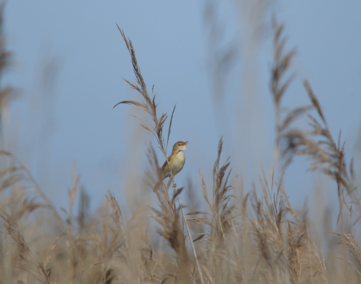 Common Reed Warbler - ML447503041