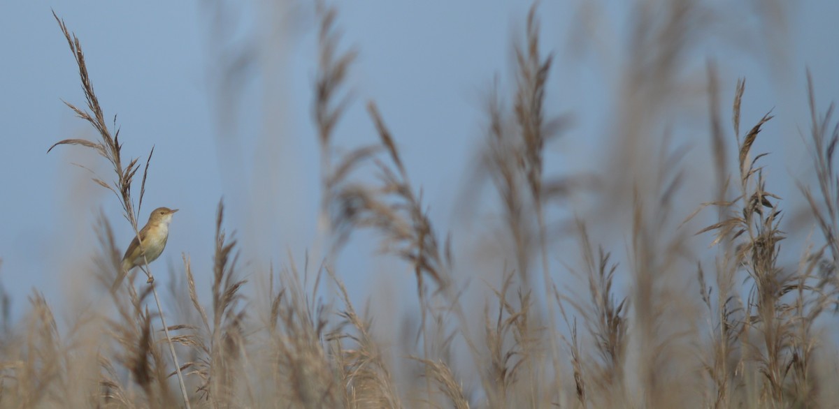 Common Reed Warbler - ML447503051