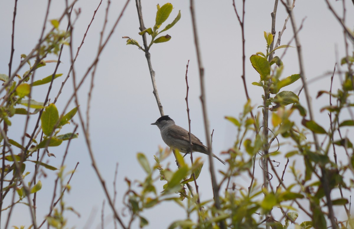 Eurasian Blackcap - ML447503091