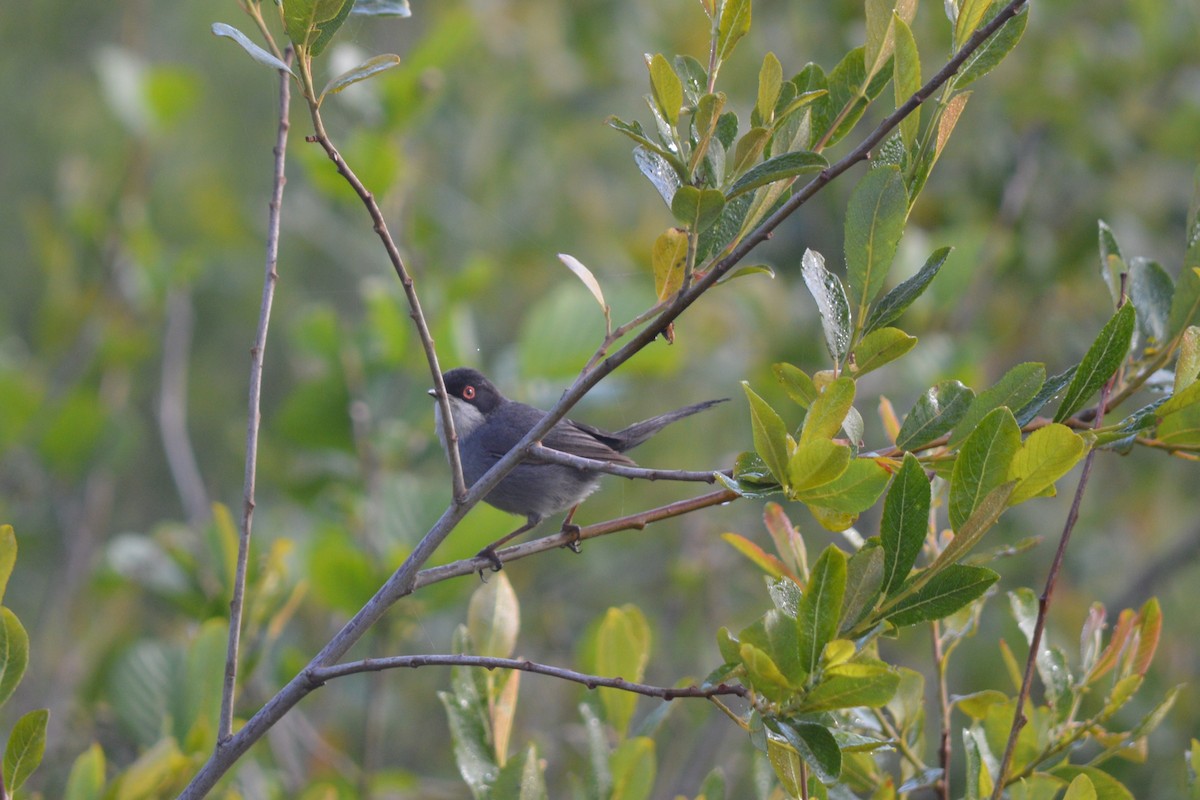 Sardinian Warbler - ML447503161