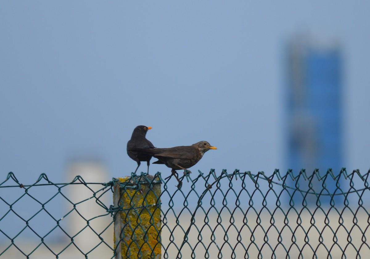 Eurasian Blackbird - ML447503211
