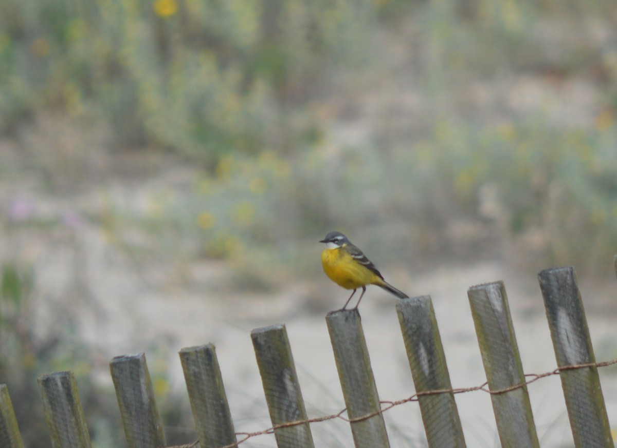 Western Yellow Wagtail - ML447503321