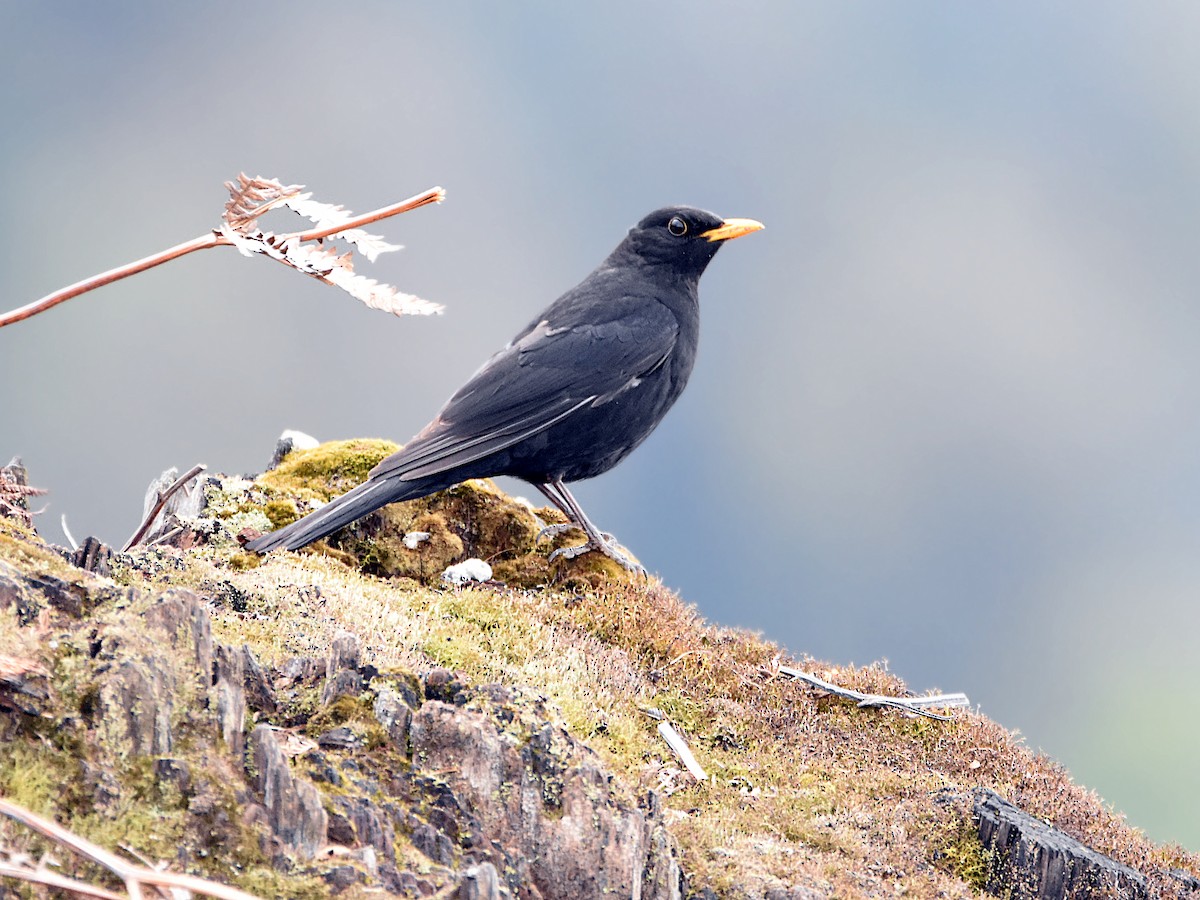 Tibetan Blackbird - Arup Ghosh