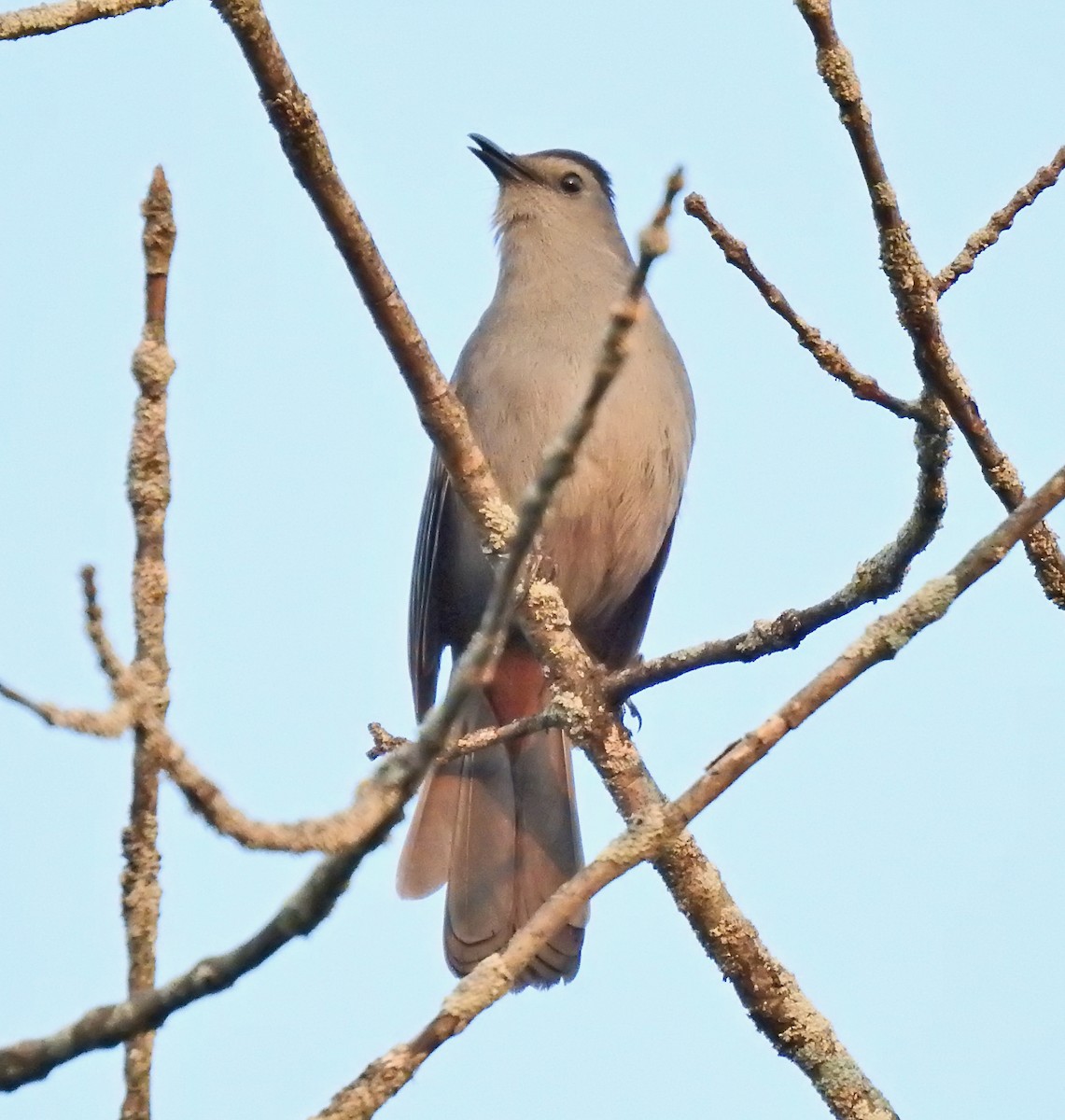 Gray Catbird - ML447506211