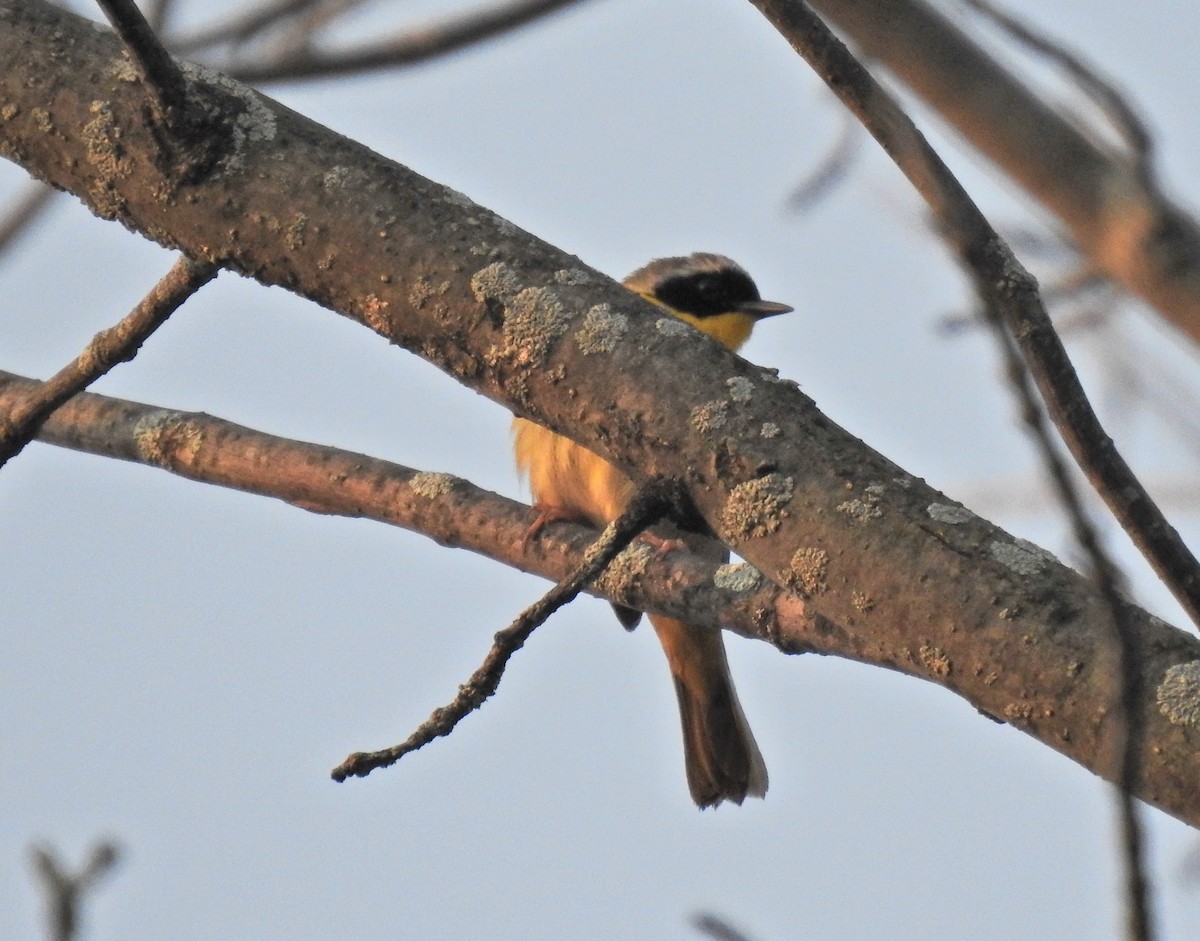 Common Yellowthroat - ML447506301