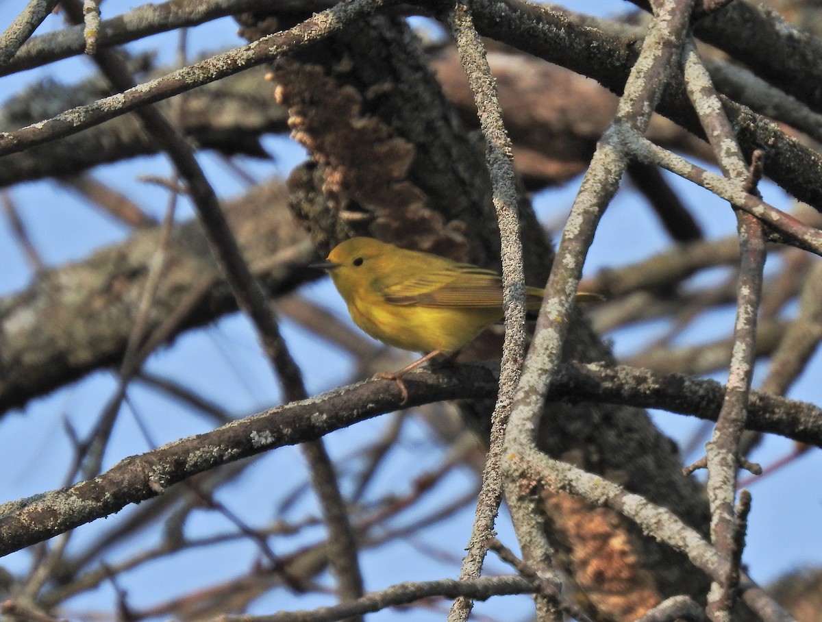 Yellow Warbler - ML447506371
