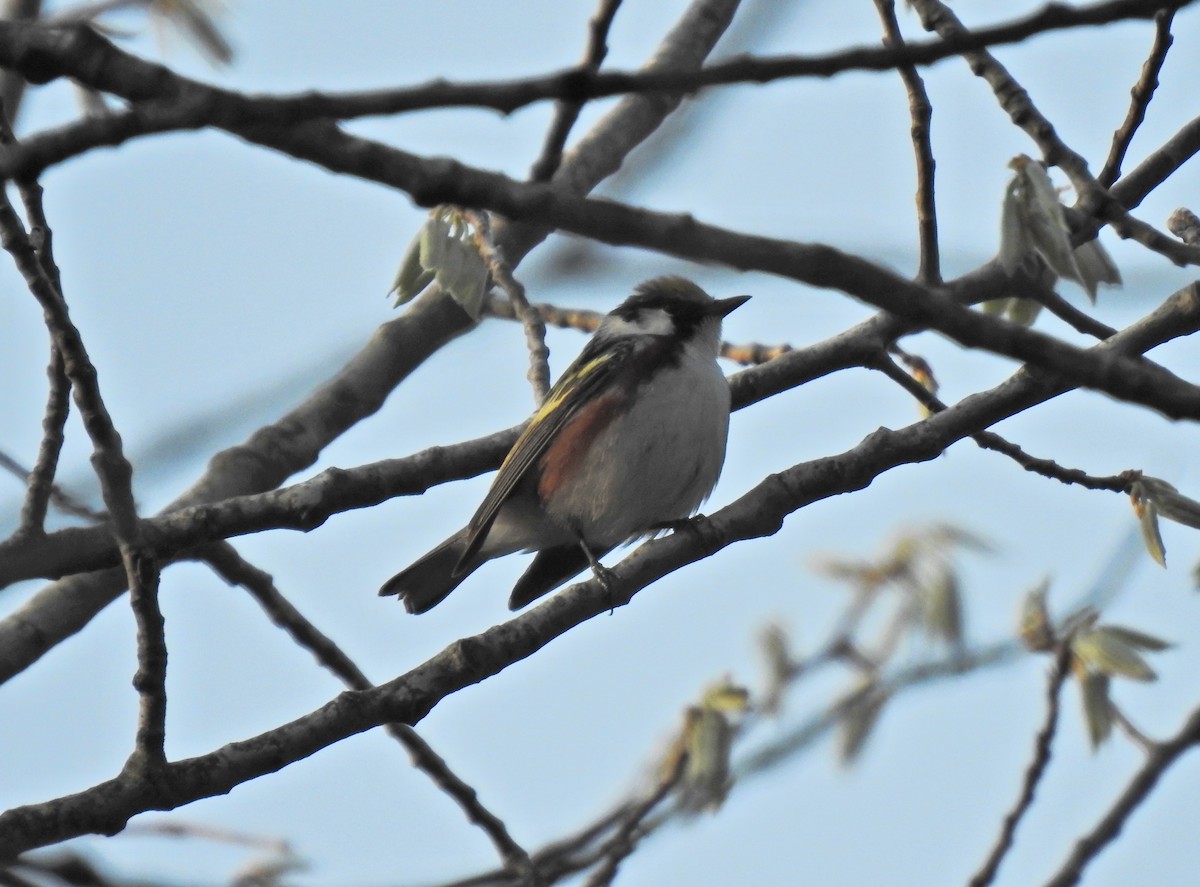 Chestnut-sided Warbler - ML447506511