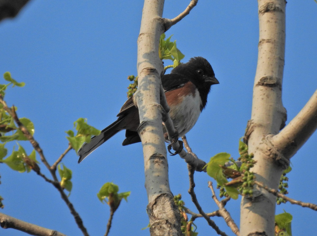 Eastern Towhee - ML447506661