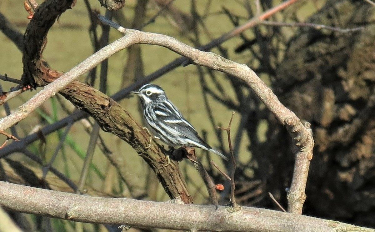 Black-and-white Warbler - ML447506671