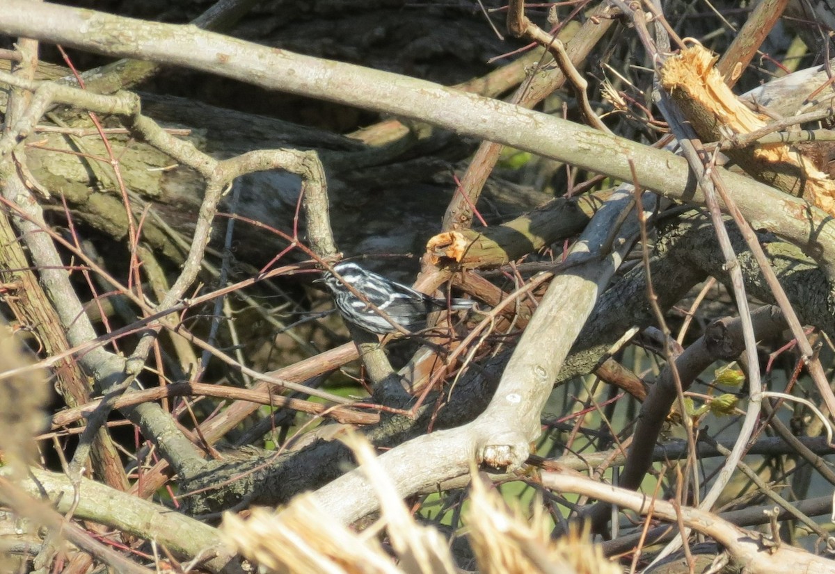 Black-and-white Warbler - ML447506691