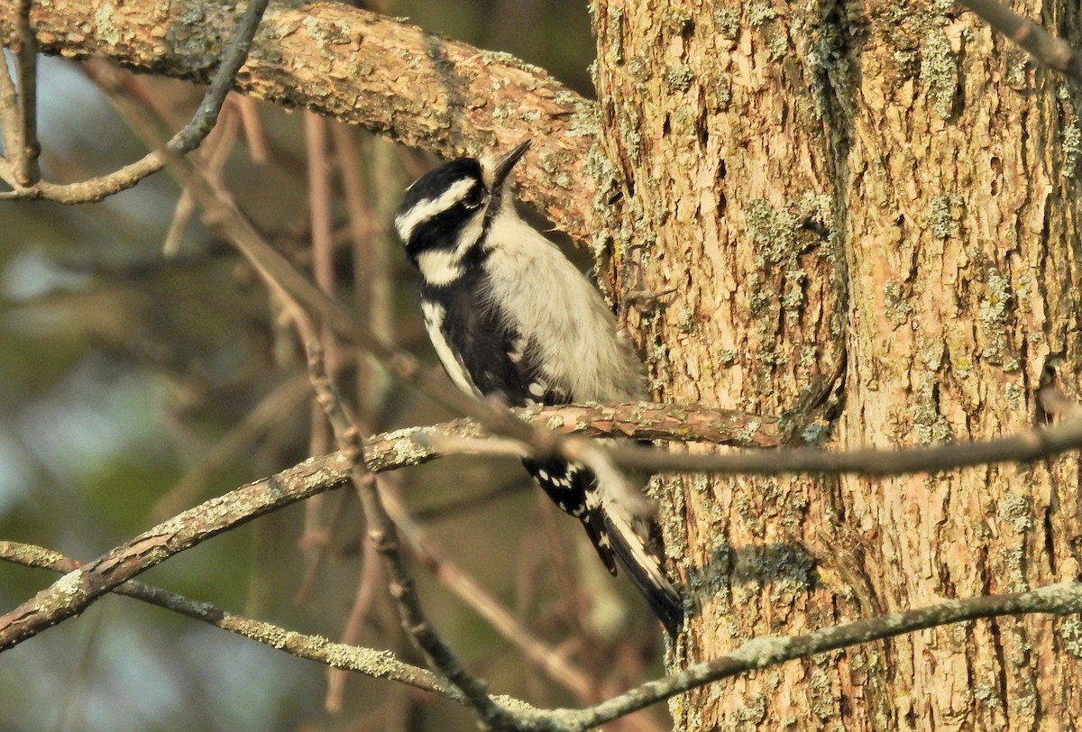 Downy Woodpecker - ML447506781