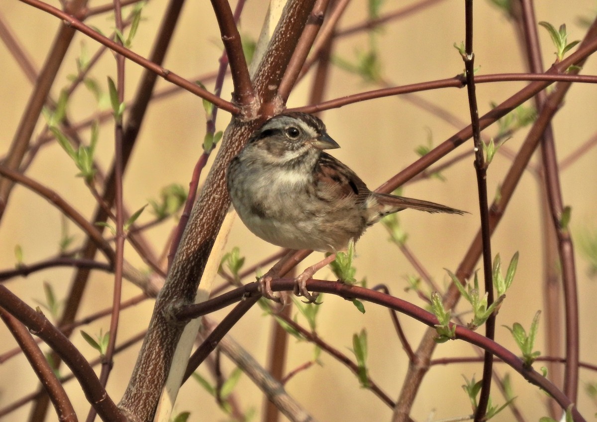 Swamp Sparrow - ML447506871