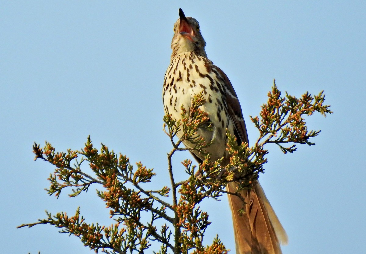 Brown Thrasher - ML447506921