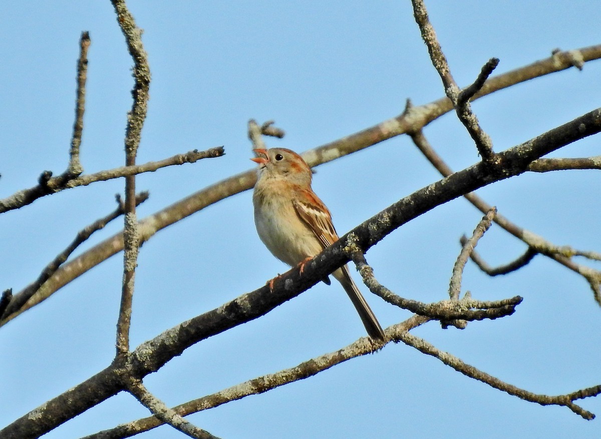 Field Sparrow - ML447506961
