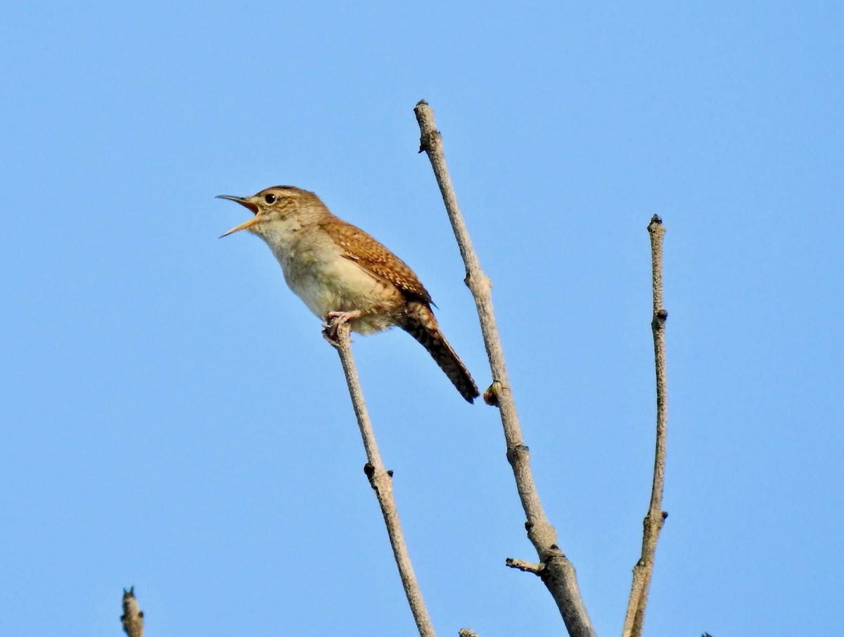 Northern House Wren - ML447507151