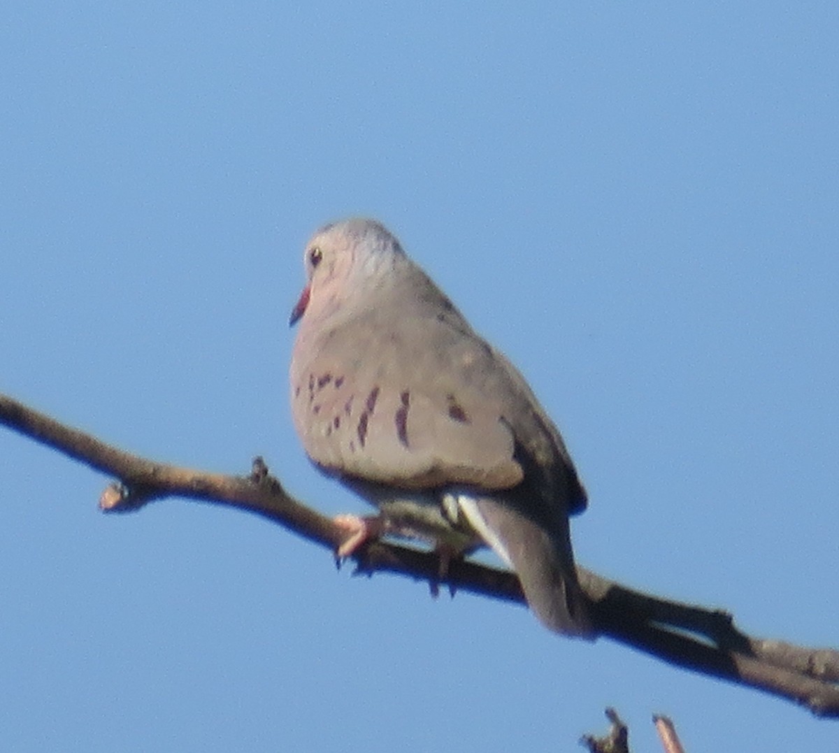 Common Ground Dove - ML447507831