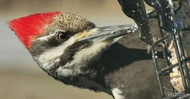 Pileated Woodpecker - ML447508741