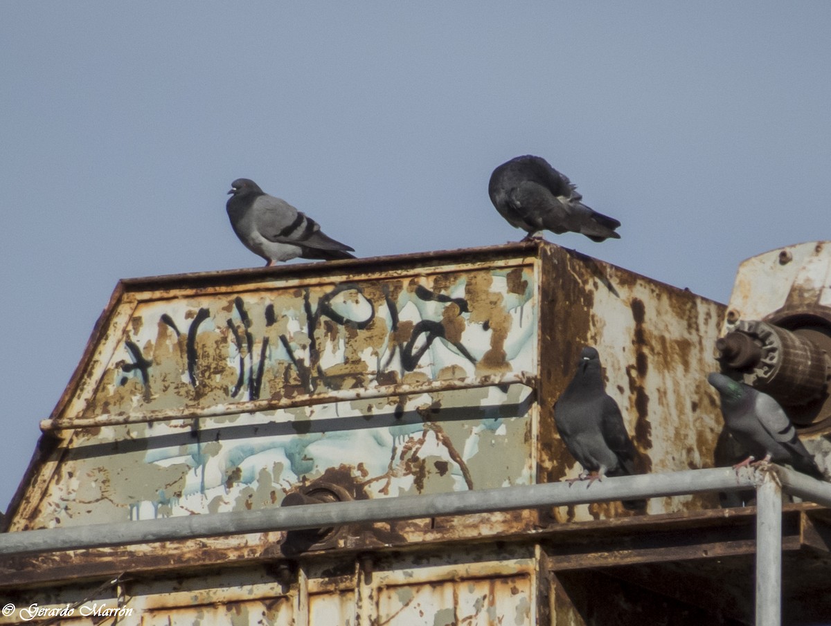 Rock Pigeon (Feral Pigeon) - Gerardo Marrón