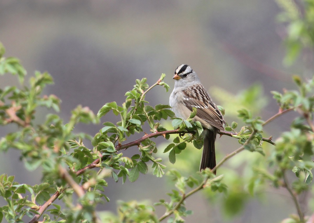 White-crowned Sparrow (Gambel's) - ML447510051