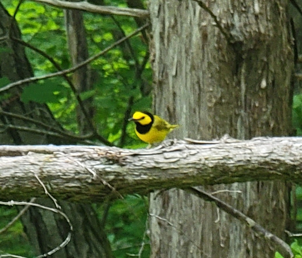 Hooded Warbler - ML447512561