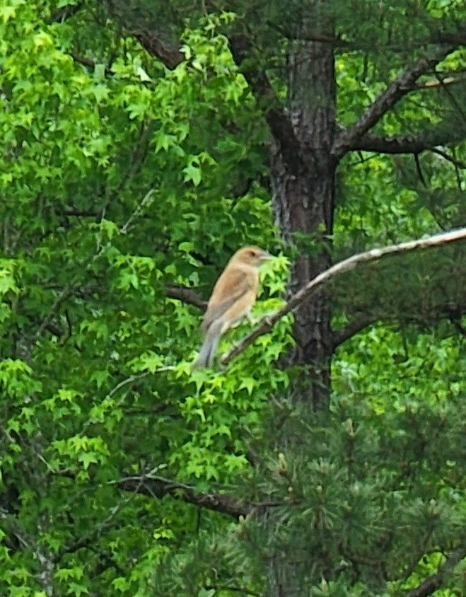 Indigo Bunting - ML447512631