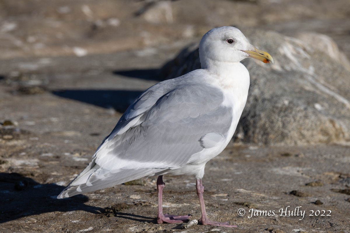 Glaucous-winged Gull - Jim Hully