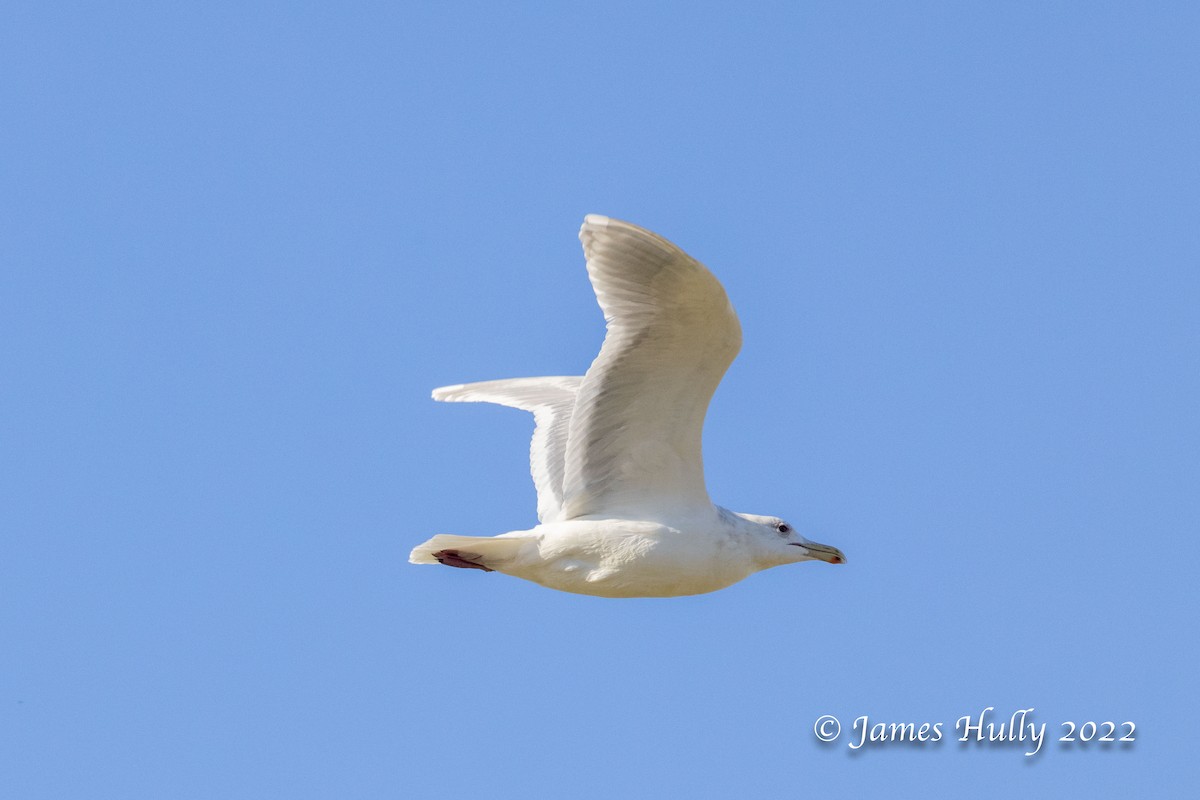 Glaucous-winged Gull - Jim Hully