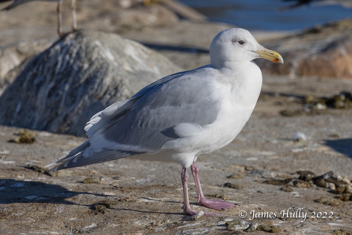 Glaucous-winged Gull - Jim Hully