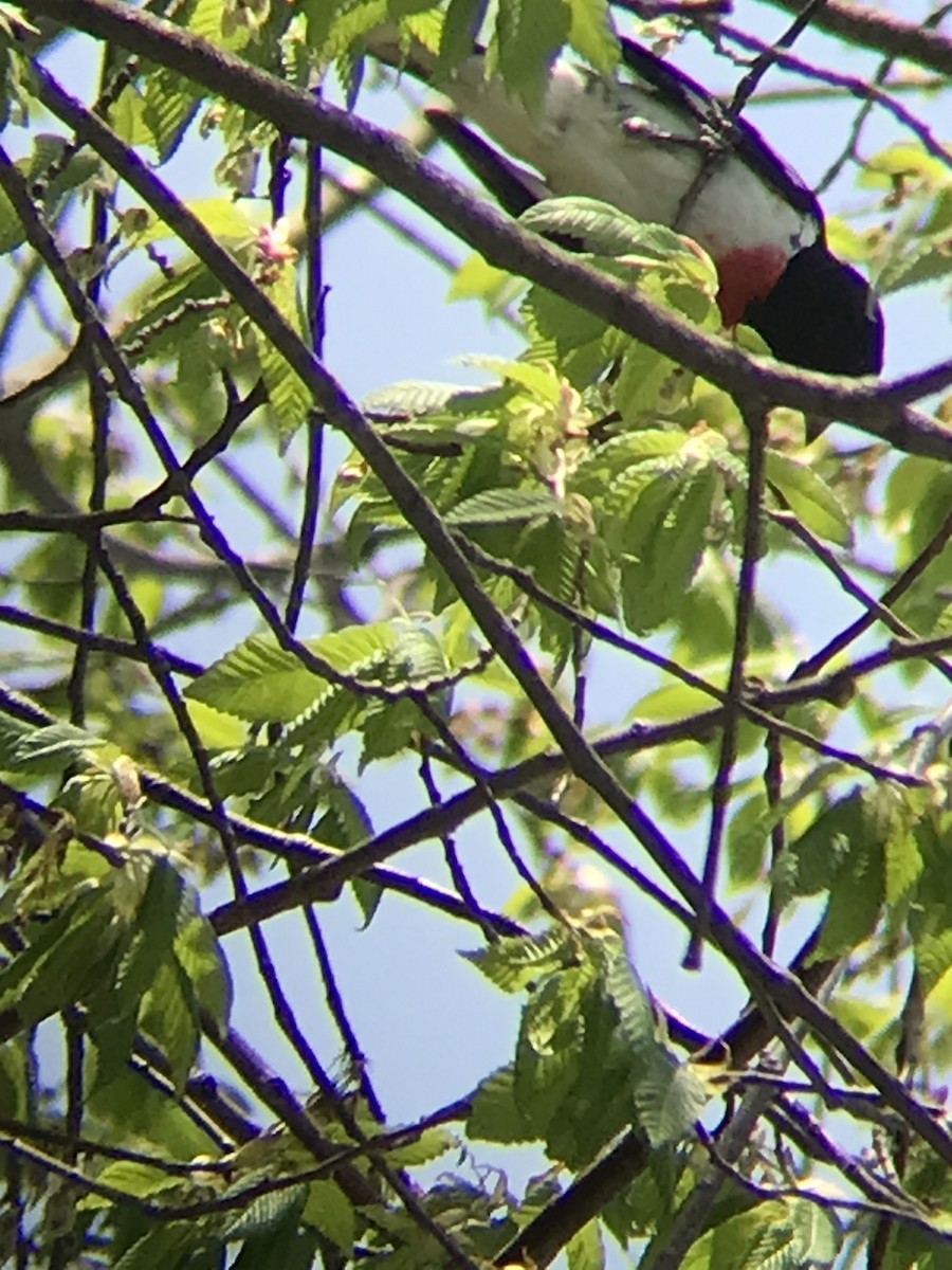 Rose-breasted Grosbeak - ML447513741