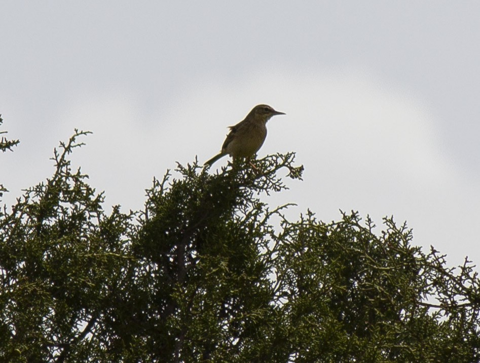 Northern Wheatear - ML447514671