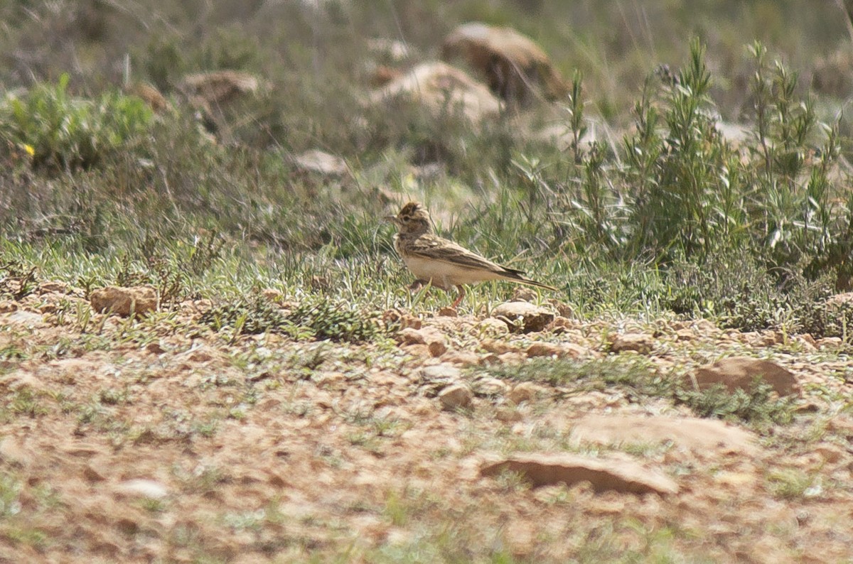 Greater Short-toed Lark - ML447514811