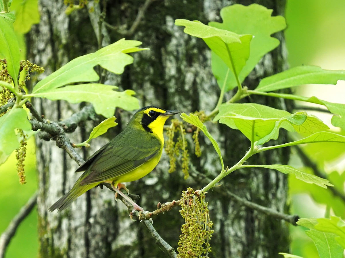 Kentucky Warbler - Gary Mueller