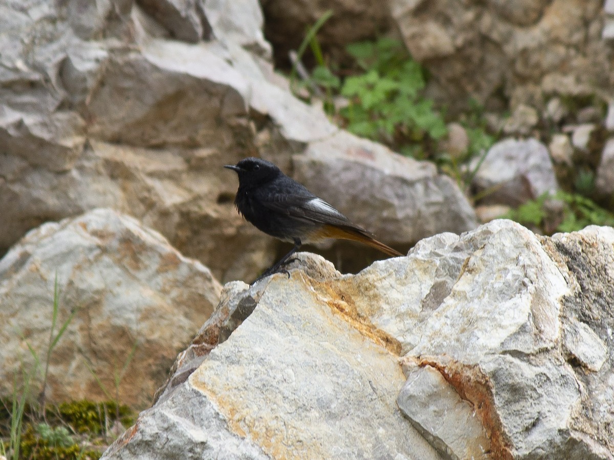 Black Redstart - Marcelino Navarro Barba