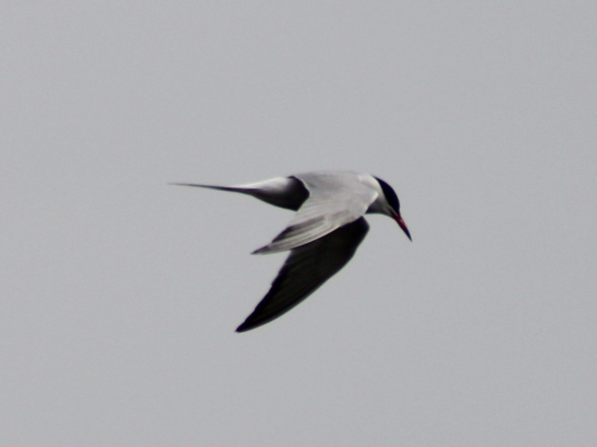 Common Tern - Arthur Six- -Mommeja