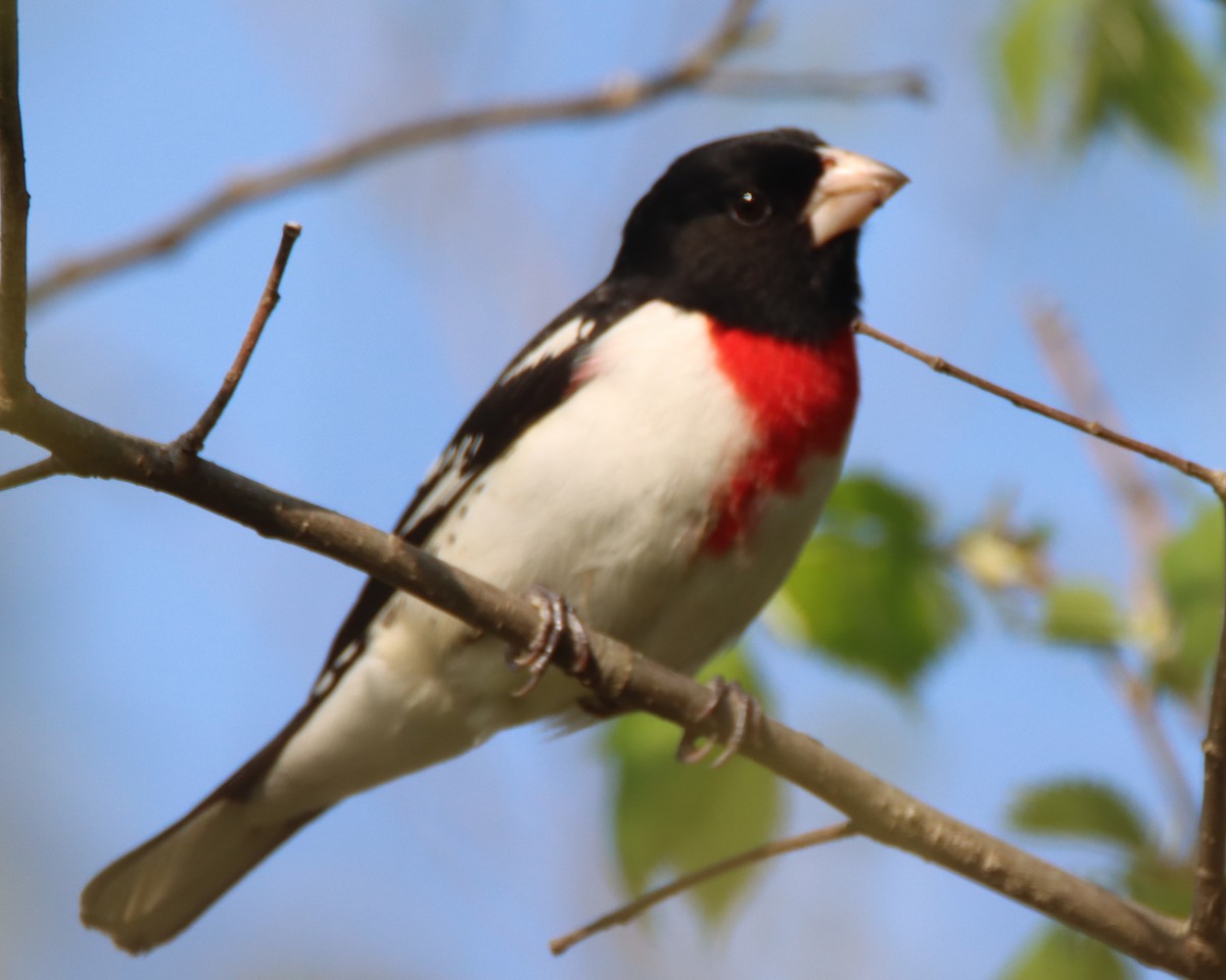 Rose-breasted Grosbeak - David Lehner