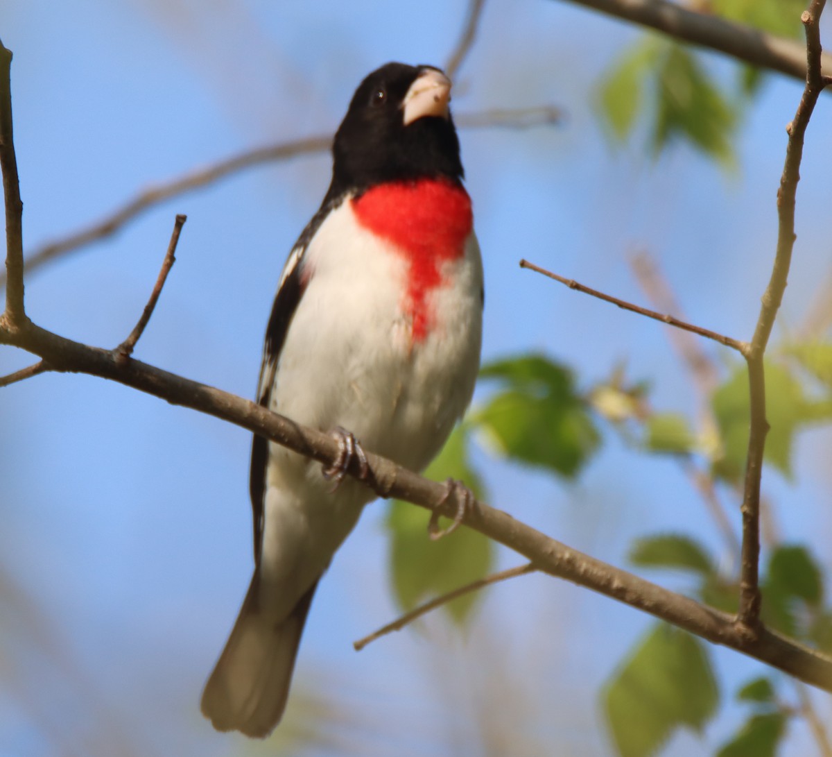 Rose-breasted Grosbeak - David Lehner