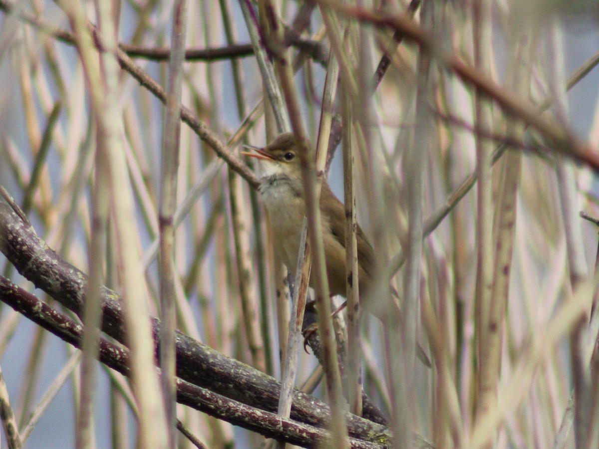 Common Reed Warbler - Arthur Six- -Mommeja