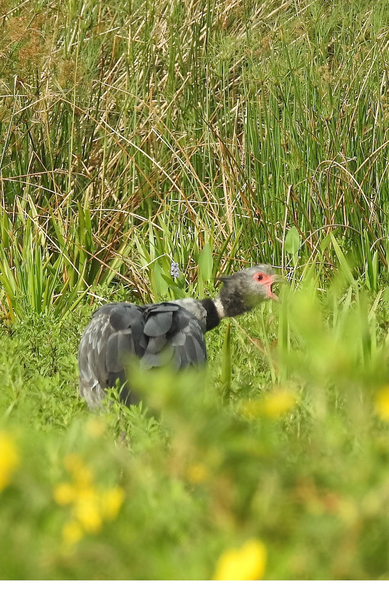 čája obojková - ML44751821