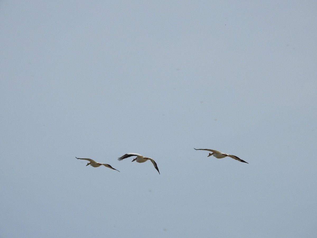 American White Pelican - ML447520391