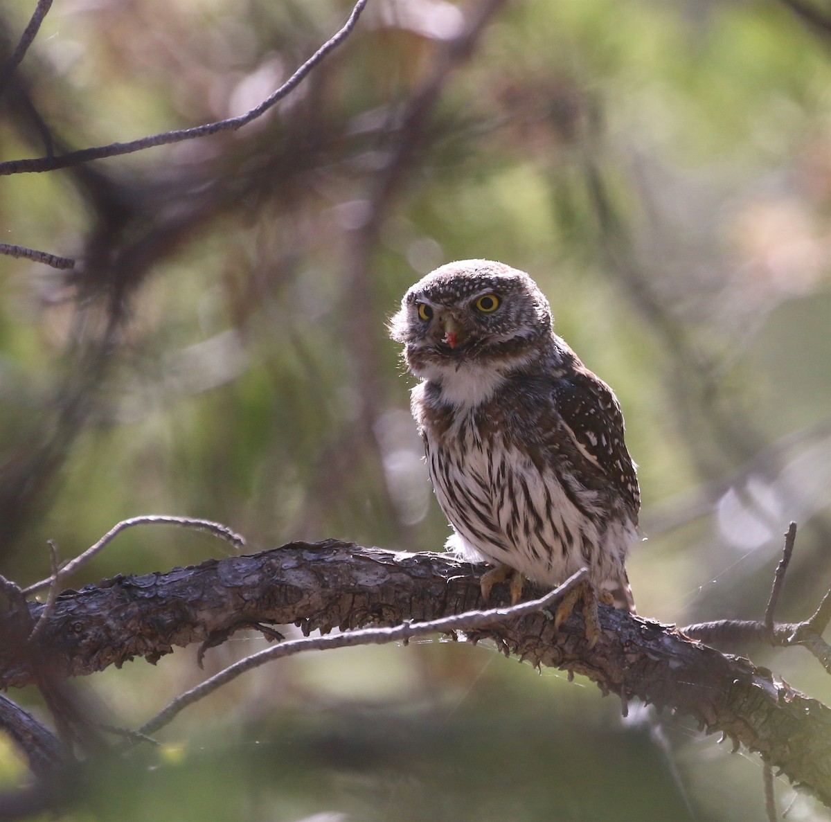 Northern Pygmy-Owl (Mountain) - ML447521121