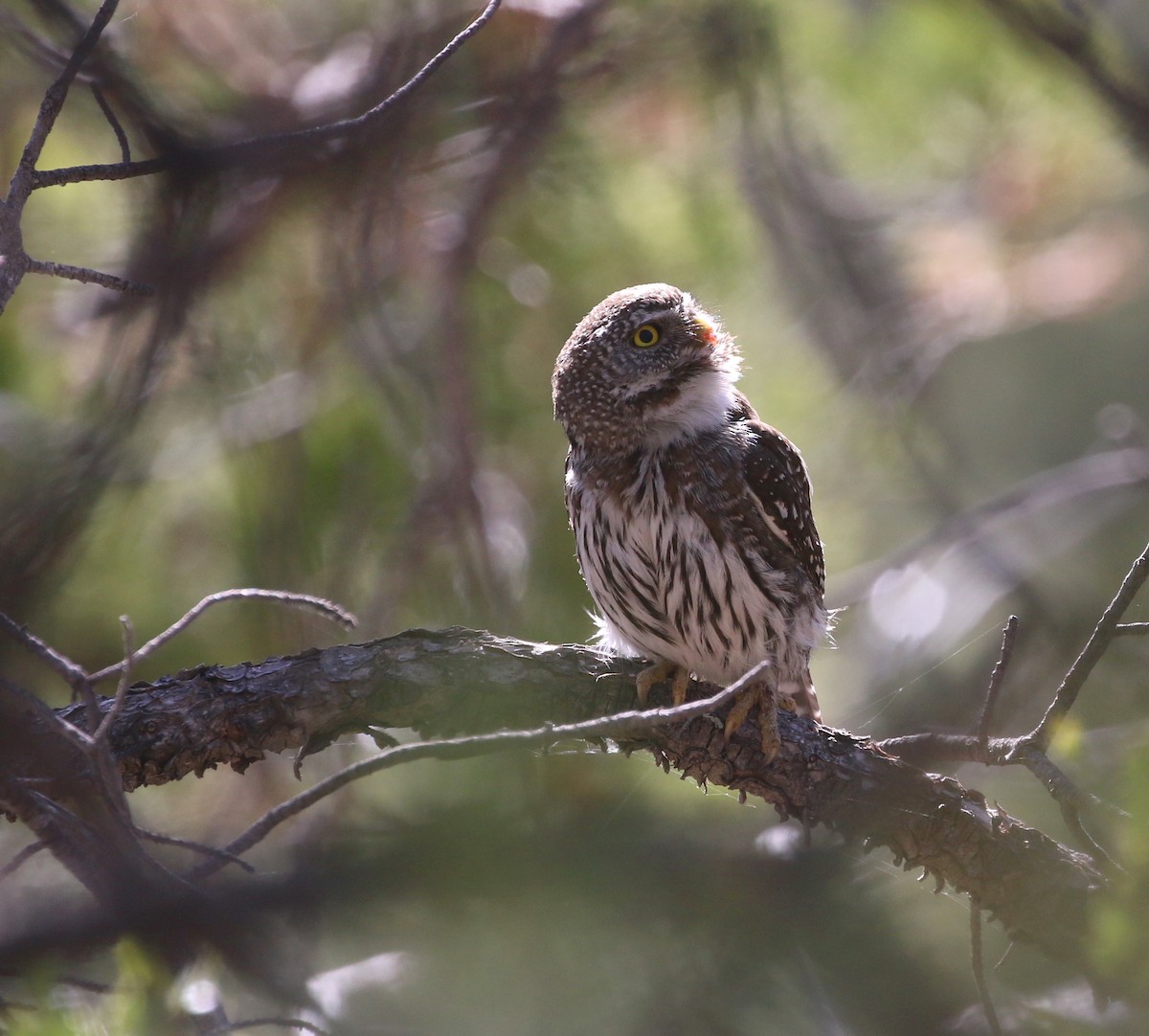 Northern Pygmy-Owl (Mountain) - ML447521151