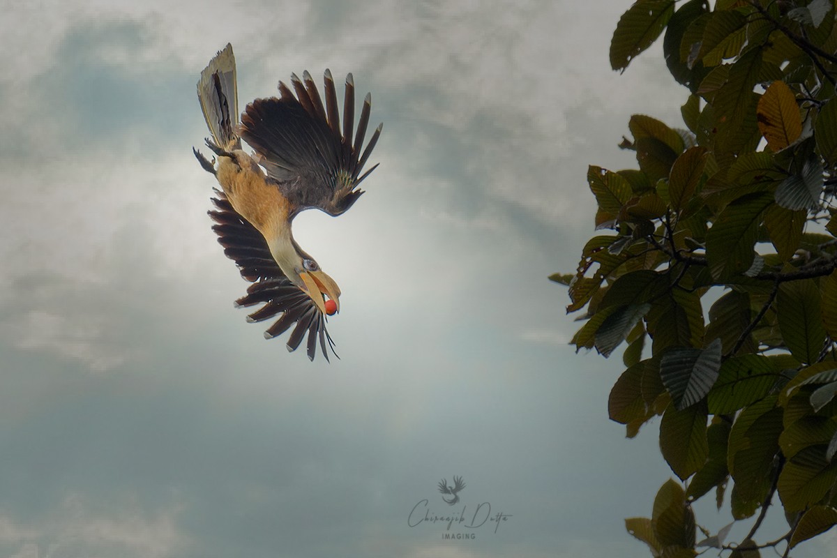 Brown Hornbill - Chiranjib Dutta