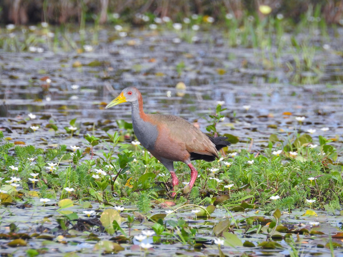 Giant Wood-Rail - Doris Ratchford