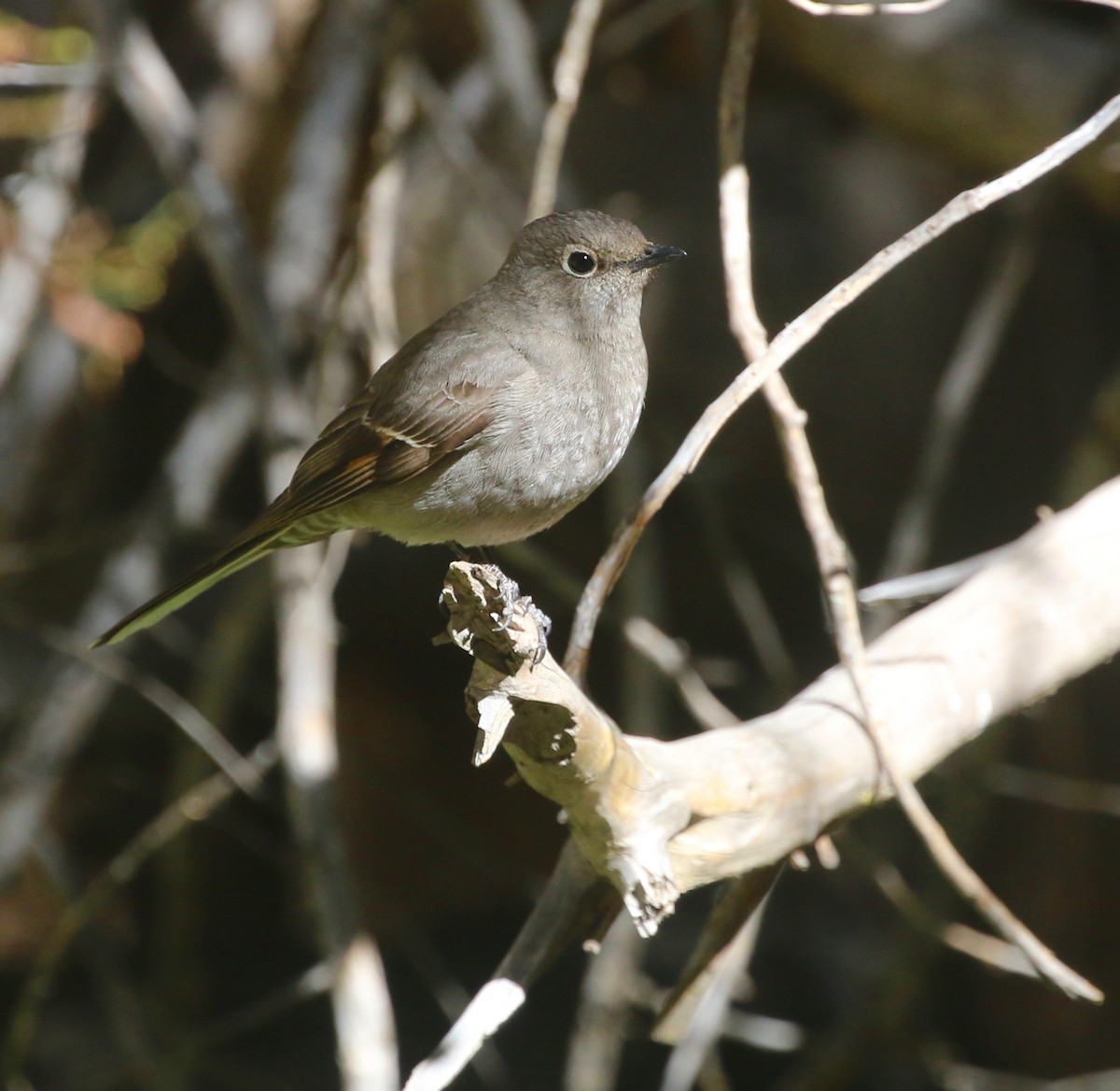 Townsend's Solitaire - David Stejskal