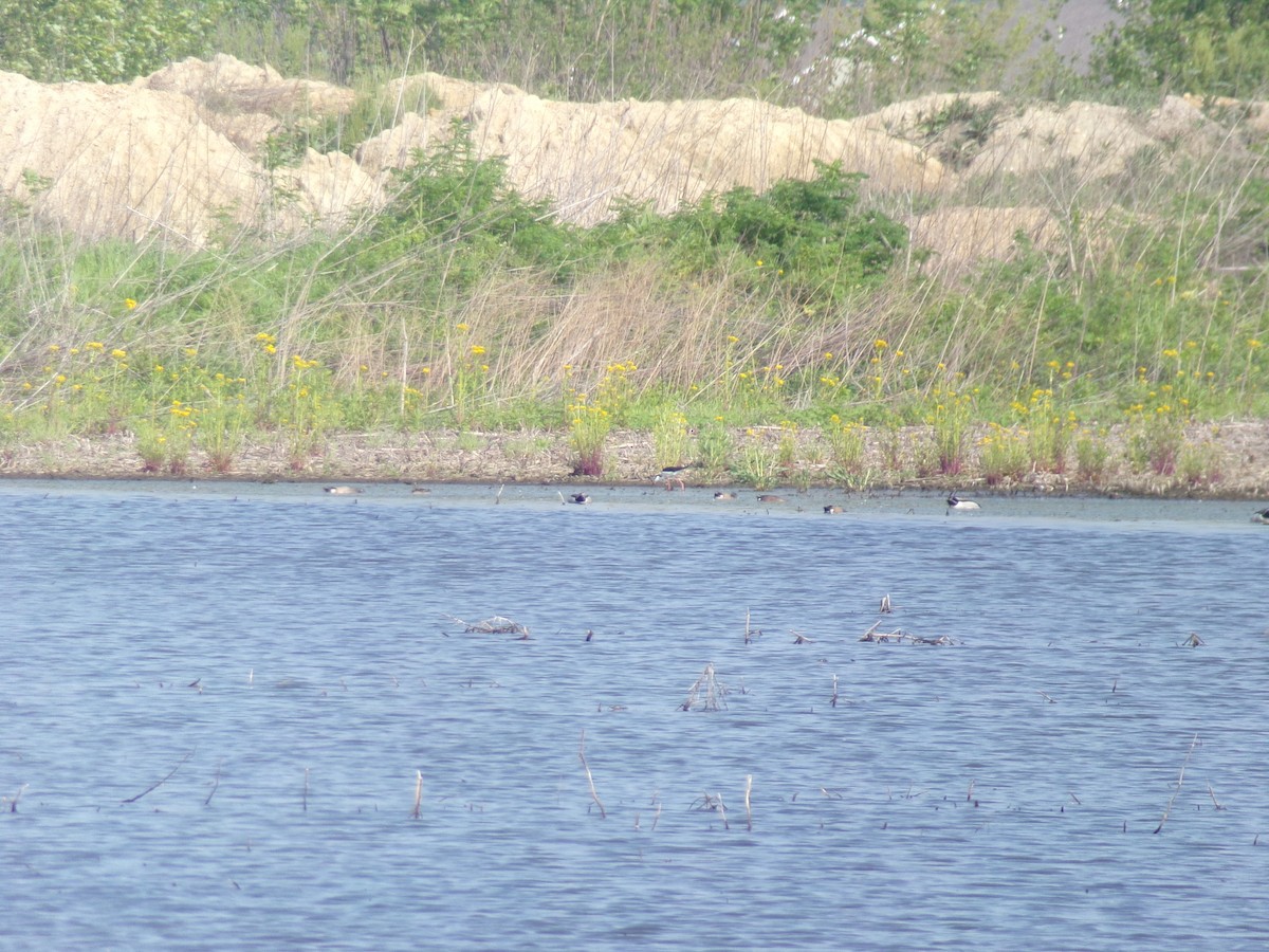 Black-necked Stilt - ML447521901