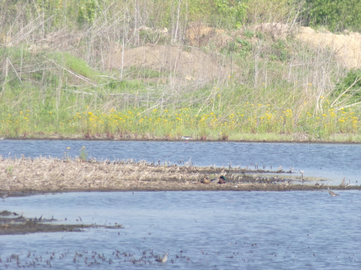 Black-necked Stilt - ML447521971